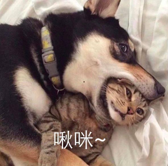 二哈吃瓜娱乐圈小说